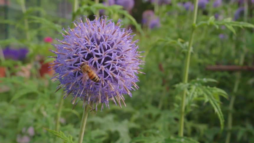 Bee pollinating a purple flower in a garden