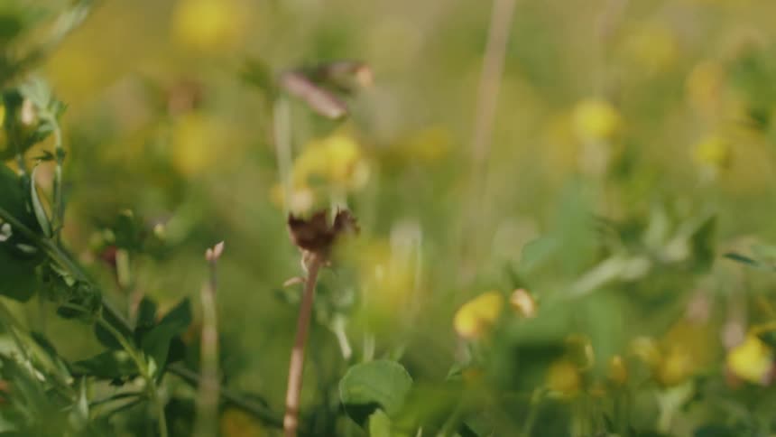 Yellow flowers on green leaves in a garden