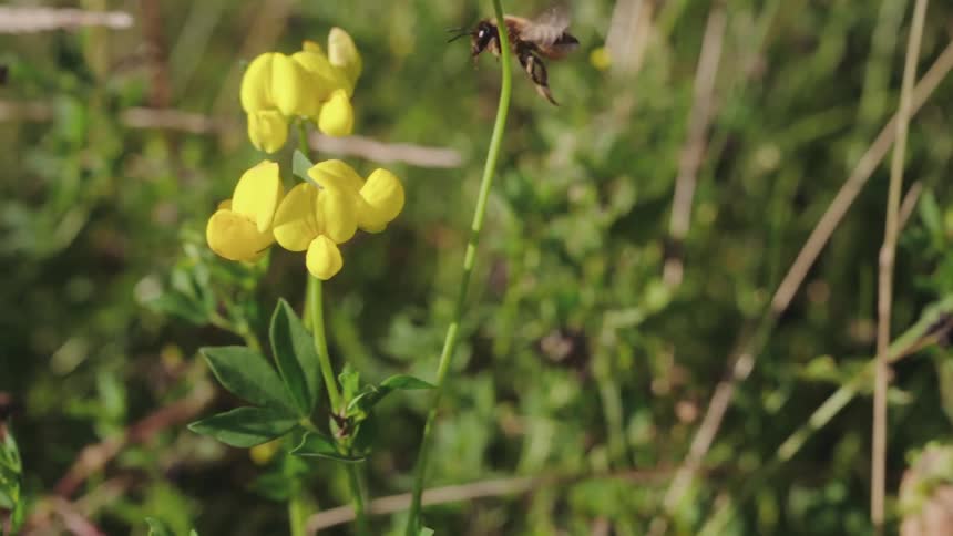 A bee approaches a cluster of yellow flowers with green vegetation in the background