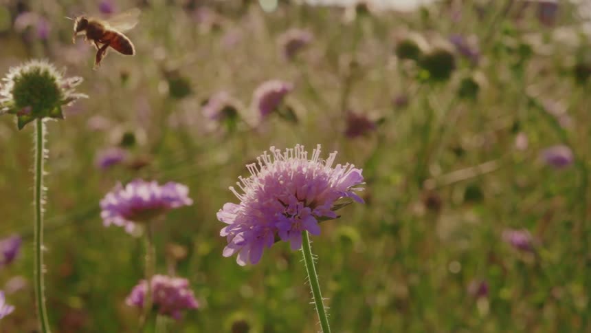 A close up of a bee flying away from a purple flower on a field
