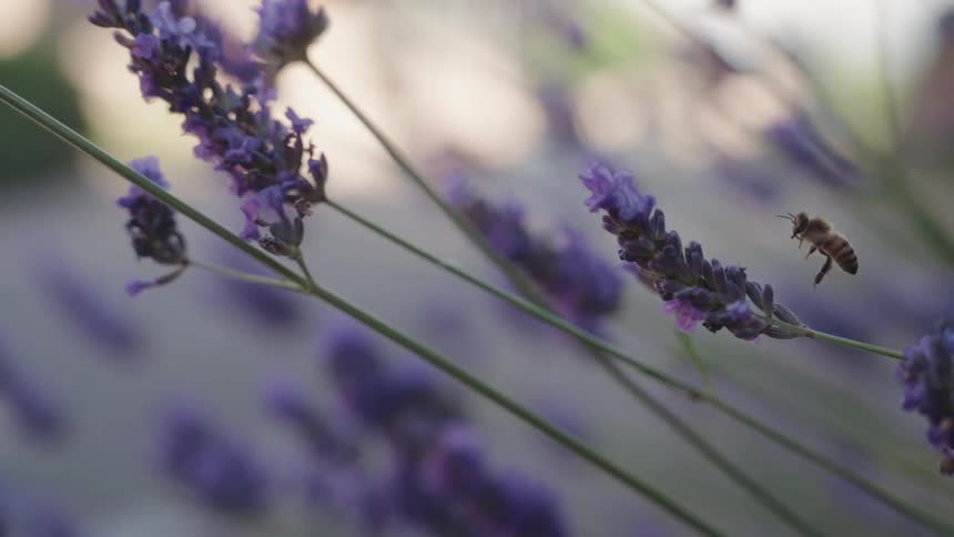 Bee heading towards a purple flower