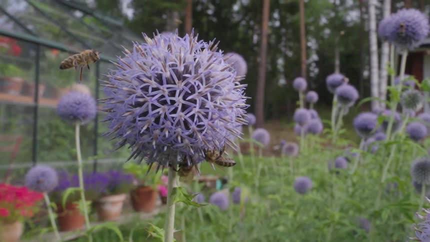 Large bees are flying around large purple flowers outside