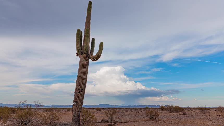 Tall saguaro cactus stands out in a desert landscape under a partly cloudy sky