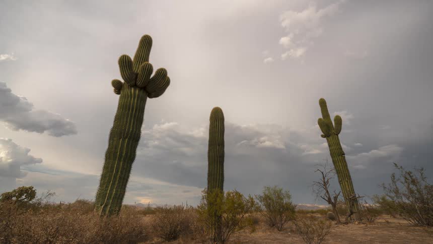 Dark storm clouds pass over three cacti standing among arid desert scrub