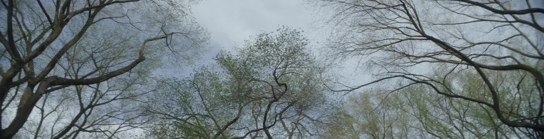 Tree tops as seen from below