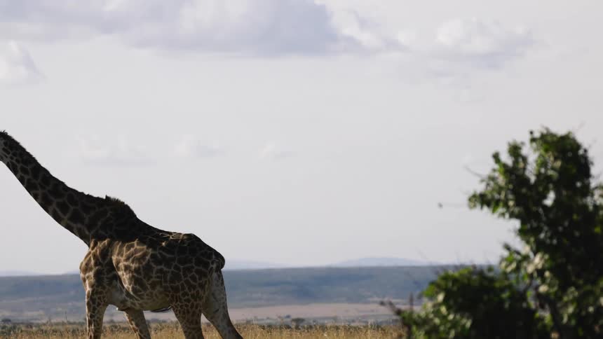 Giraffe walking in the jungle during the day