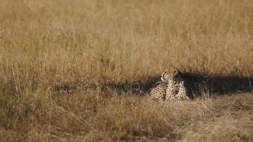 A cheetah is lying on the dry grass of a savanna and looking to its right side