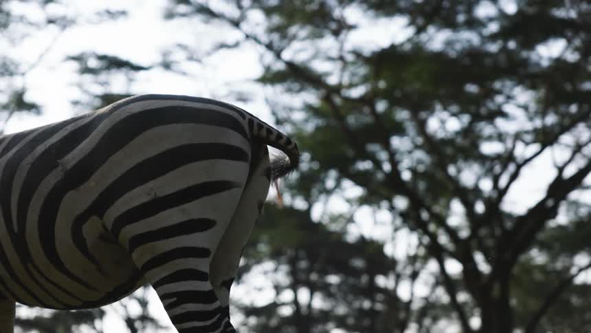 Zebra stands outdoors with trees in the background and swishes its tail