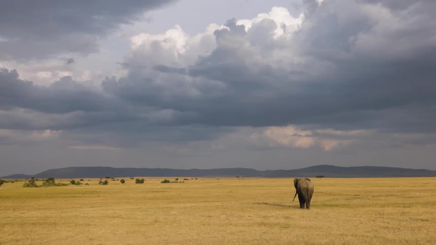 A lone elephant stands in a vast savanna surrounded by grass and under a cloudy sky