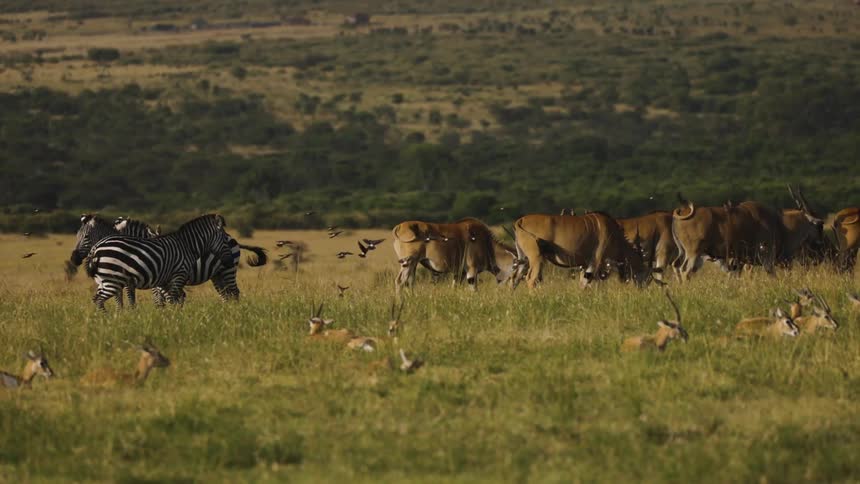 Herds of zebras and antelopes traverse a grassy savanna in an african landscape