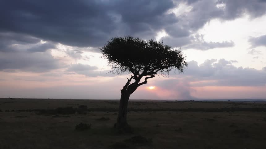 A lone tree in a field of grass that stretches to the horizon and the sky is with some gray clouds