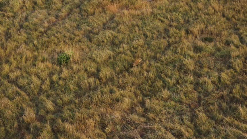Aerial view of a fox running through jungle vegetation