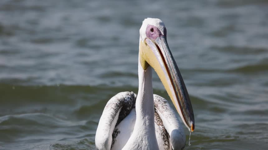 A white pelican with a yellow beak is floating on the surface of water with ripples