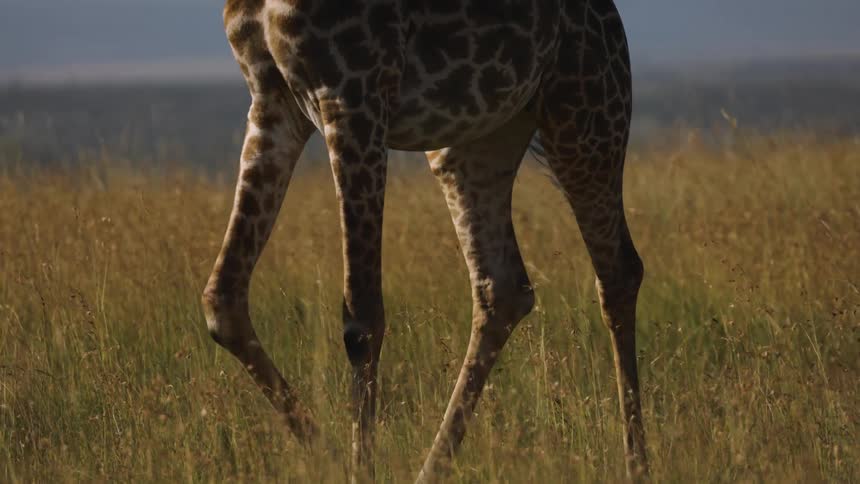 A giraffes lower body and tail walking in a grassy field