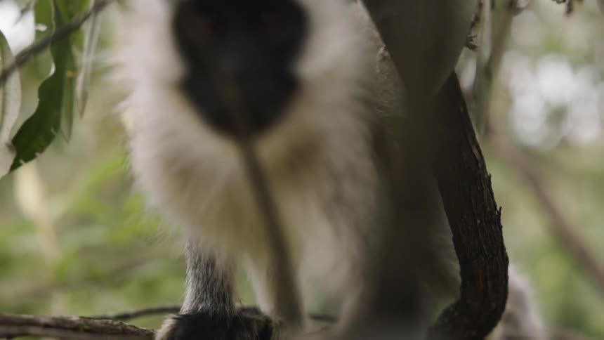 A small whitefurred monkey perched on the thin branches of a tree