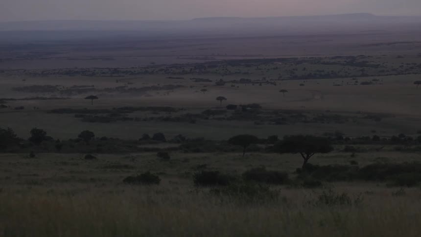 Landscape of a savanna with vegetation at a purpletoned sunrise