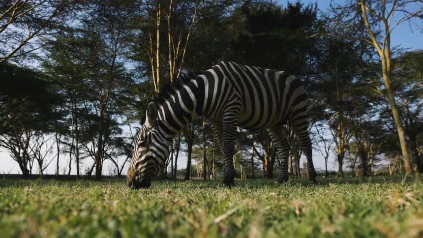 A zebra eating green grass from the ground and behind it there are some trees