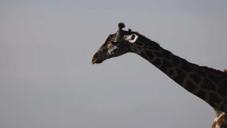 A giraffe flicks its ears