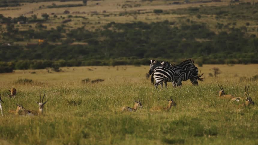 Two zebras and some antelopes on a savannah grassland