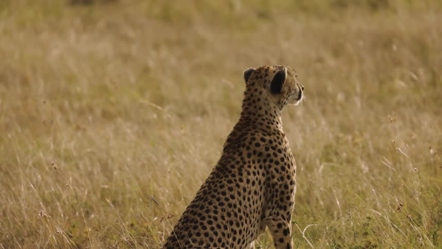A cheetah is facing away and staring straight ahead in a savannah with beige grass
