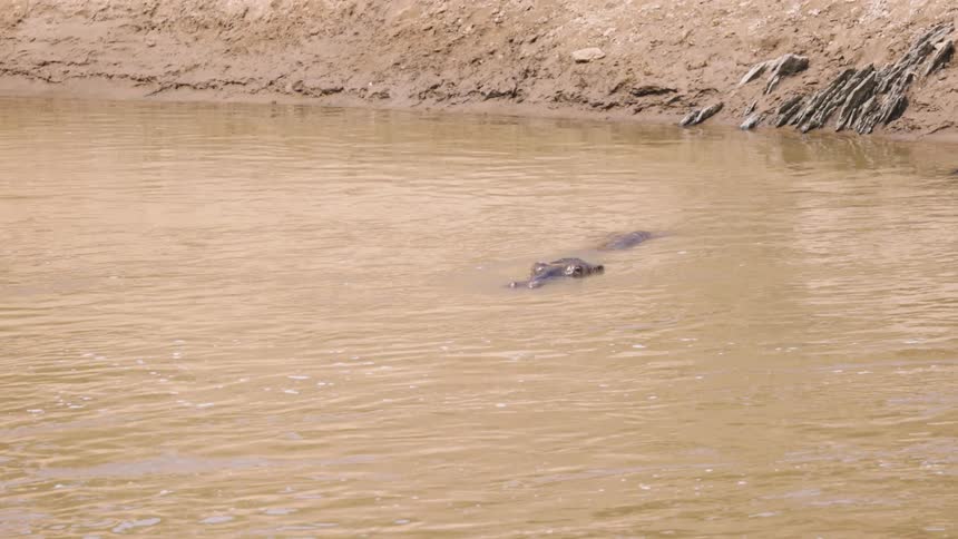 Hippopotamus partially submerged in muddy water