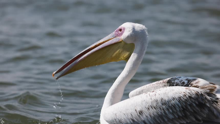 Pelican catching a fish in the sea