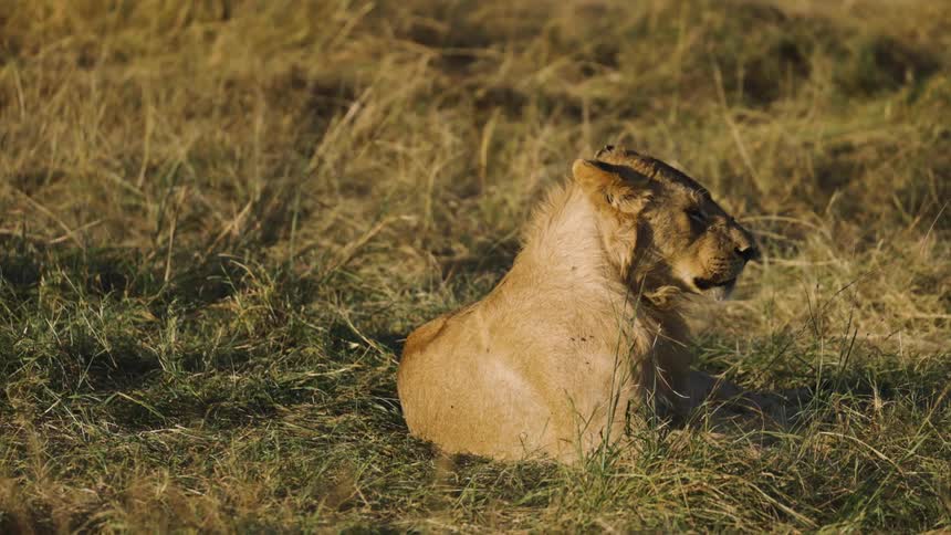 A lioness sits in a dry grassy field yawning