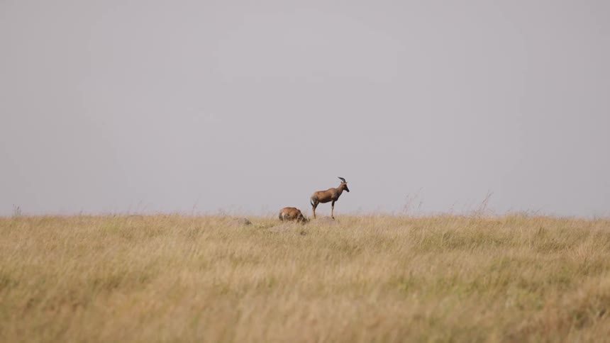 Two gazelles in a beige grass savannah and one of them is lying down while the other is standing looking forward