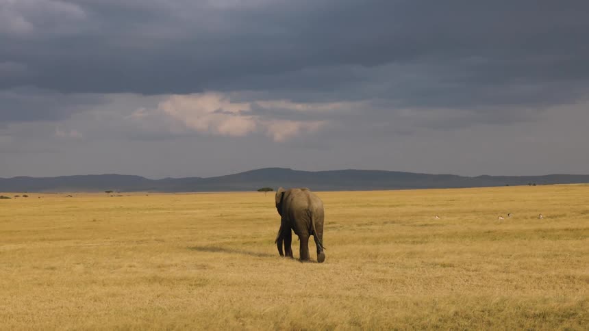 Elephant walking through the jungle with the silhouette of mountains on the horizon