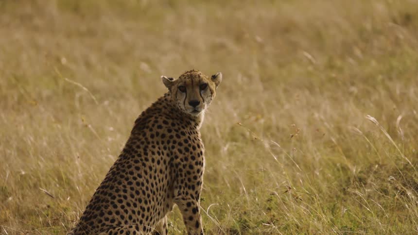 Cheetah sitting in a grassy field staring