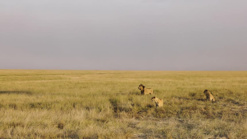 Three lions in the jungle on a cloudy day