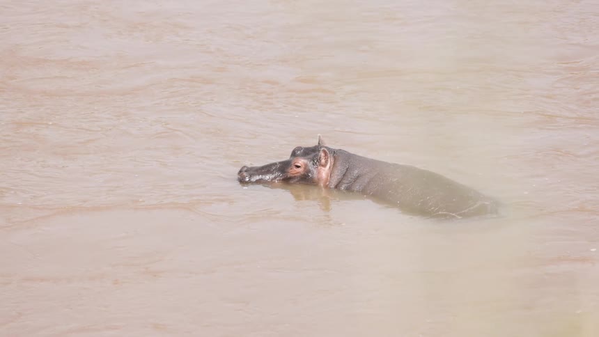 A hippopotamus is partially underwater in brown water