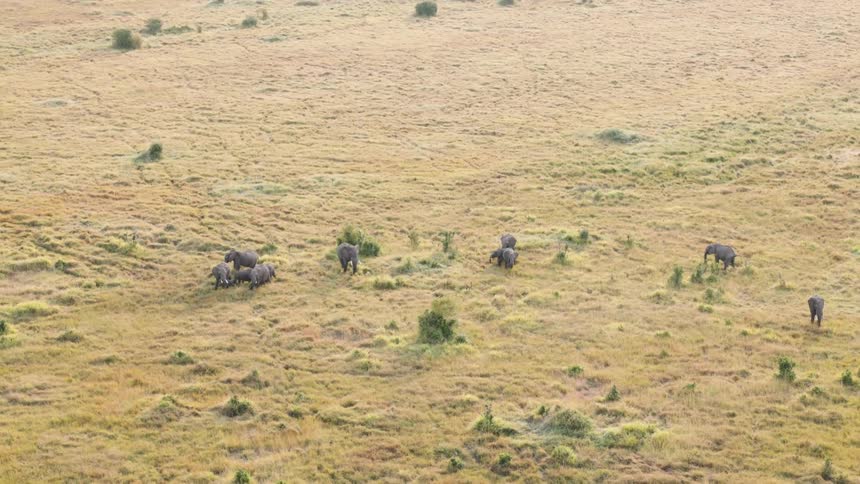 A group of elephants grazing in a vast savannah with scattered bushes and dry grass