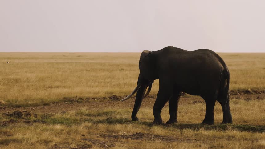 A lone elephant stands grazing on a grassy plain in the african savanna