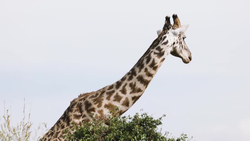 A giraffe is picking leaves from a small tree and chewing them while looking back