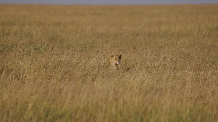 Jaguar hidden and camouflaged in tall dry grass in the jungle