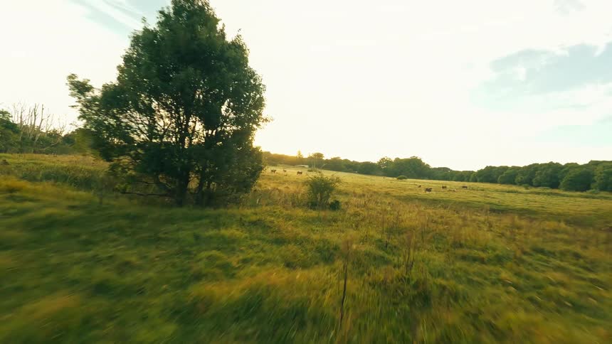 Aerial view of brown cows in a field at morning with birds flying by