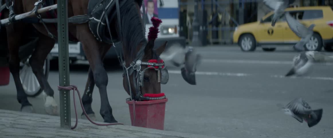 A horse is eating from a bucket on the city street
