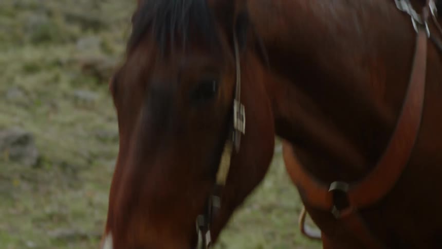 A cowboy walks a horse down a hill
