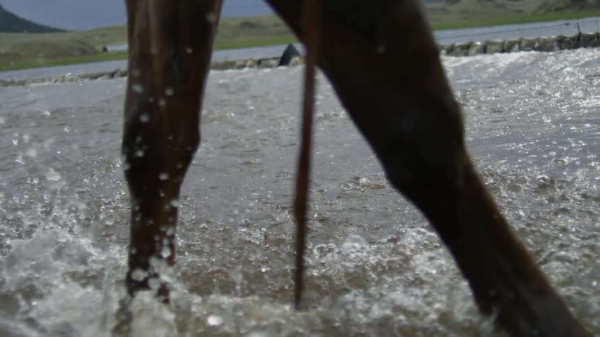 Horse tack hangs down while a horse wades through the water during the day