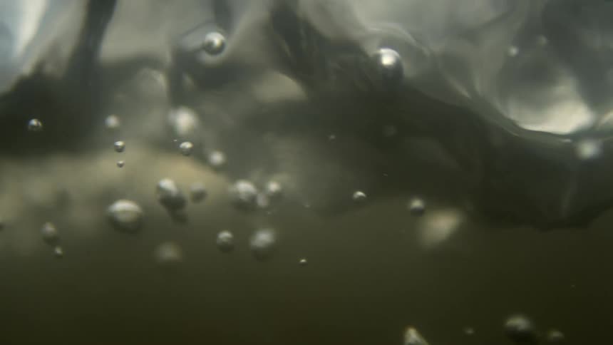 The water is dark and murky