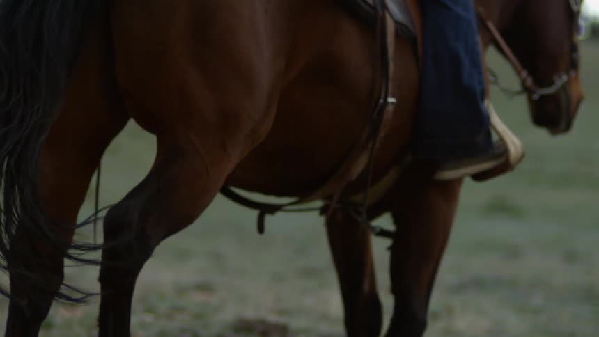 Horse rider rides a horse across a sloping field