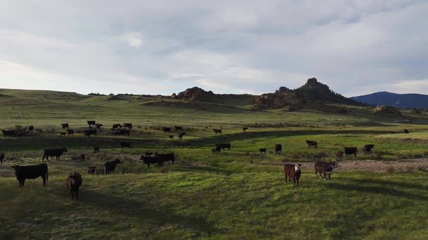A landscape featuring numerous cows grazing on green grass with a backdrop of rolling hills and rocky formations