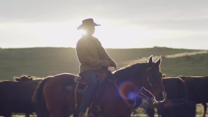 A cowboy rides a horse to keep cows together