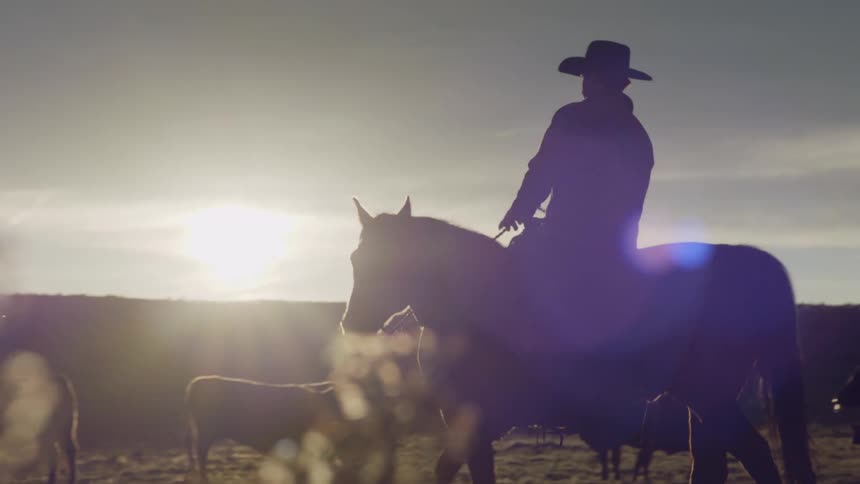 Man riding a horse in a field with cattle