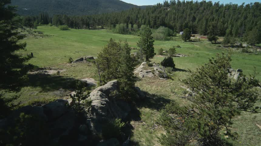 An aerial view of a green grass field with some scattered trees and in the background there is a forest of pine trees
