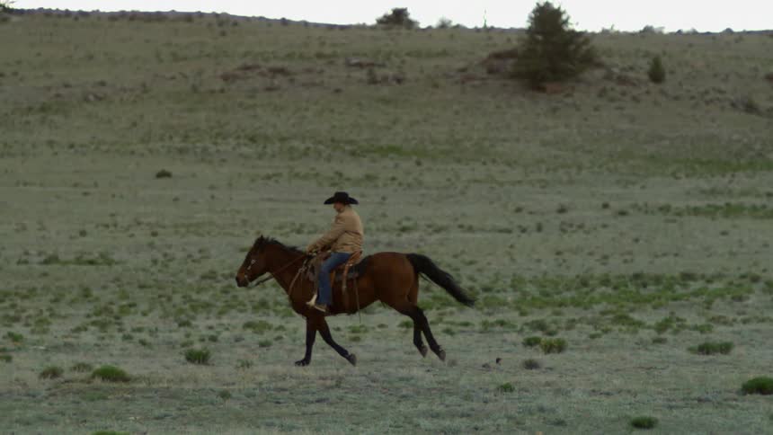 Man riding a horse in a field