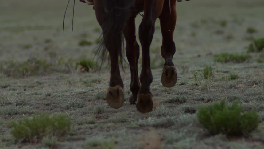Close up of a horses hooves walking in a field