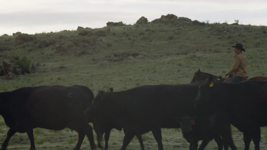 Man riding a horse next to cattle in a field