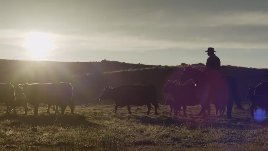 A person is riding on horseback at sunset surrounded by cattle in a rural landscape
